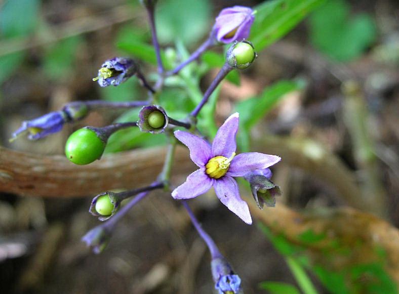 Solanum dulcamara / Morella rampicante